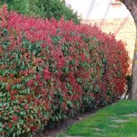 Hortenzia Garden kertészeti áruda és webáruház