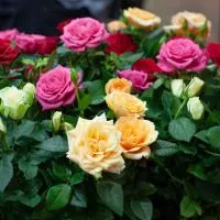 Hortenzia Garden kertészeti áruda és webáruház