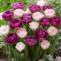 Hortenzia Garden kertészeti áruda és webáruház