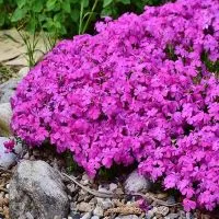 Hortenzia Garden kertészeti áruda és webáruház