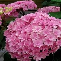 Hortenzia Garden kertészeti áruda és webáruház