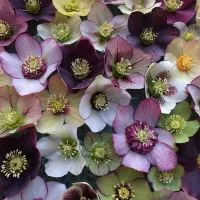 Hortenzia Garden kertészeti áruda és webáruház