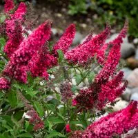 Hortenzia Garden kertészeti áruda és webáruház