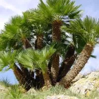 Hortenzia Garden kertészeti áruda és webáruház