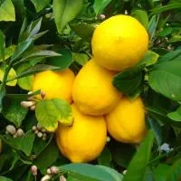 Hortenzia Garden kertészeti áruda és webáruház