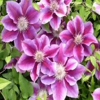 Hortenzia Garden kertészeti áruda és webáruház