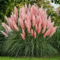 Hortenzia Garden kertészeti áruda és webáruház