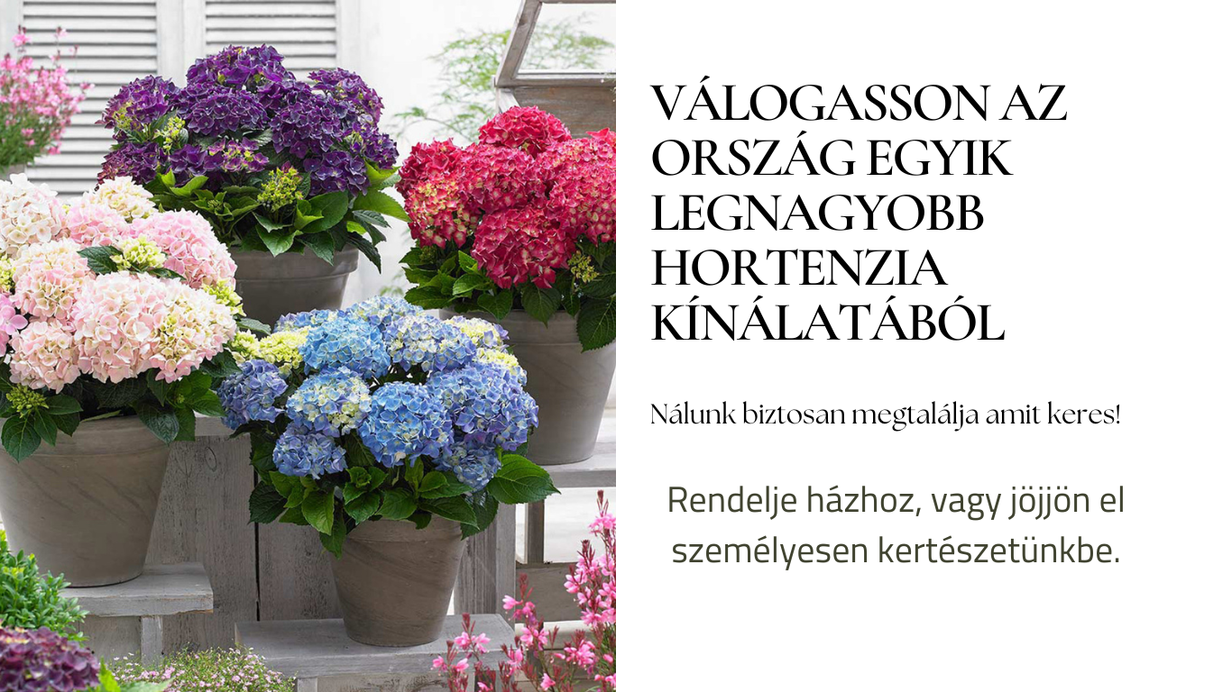 Hortenzia Garden kertészeti áruda és webáruház