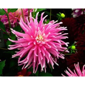 Dahlia Cactus Good Earth / Dália