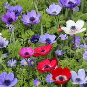   Anemone de Caen mix / Koronás szellőrózsa színkeverék 10 db