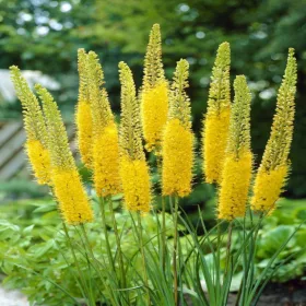 Eremurus stenophyllus / Korbácsliliom sárga