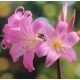 Amaryllis belladonna / Hölgyliliom