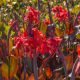 Canna Red leaves Red / Kána Piros levelű, piros