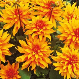 Dahlia Border Autumn Fairy / Dália