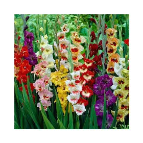 Gladiolus Butterfly színkeverék / Kardvirág