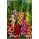 Gladiolus Butterfly színkeverék / Kardvirág