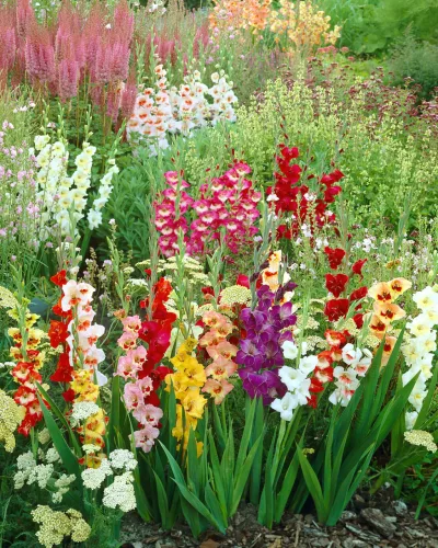 Gladiolus Butterfly színkeverék / Kardvirág