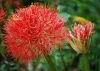 Scadoxus multiflorus / Vérvirág