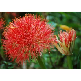 Scadoxus multiflorus / Vérvirág