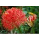 Scadoxus multiflorus / Vérvirág