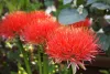 Scadoxus multiflorus / Vérvirág