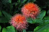 Scadoxus multiflorus / Vérvirág