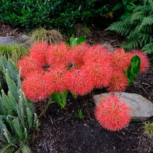 Scadoxus multiflorus / Vérvirág