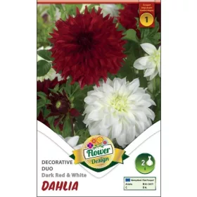 Dahlia Decorative duo Dark red&White / Dália