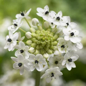 Ornithogalum saundersiae / Madártej