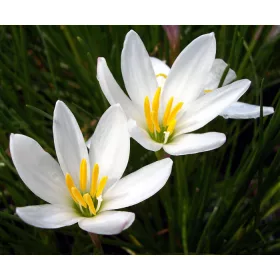 Zephyranthus candida / Zefírvirág