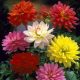 Dahlia Decorative mixed / Dália 5 db