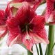 Amaryllis - Hippeastrum "Tosca"