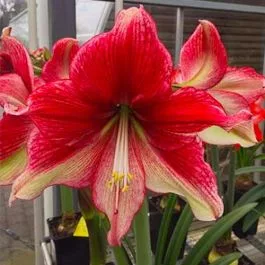 Amaryllis - Hippeastrum "Tosca"