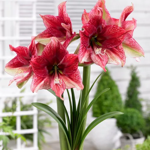 Amaryllis - Hippeastrum "Tosca"