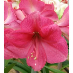 Amaryllis Rózsaszín / Hippeastrum 24/26