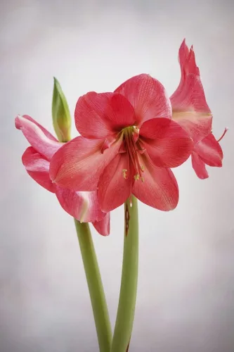 Amaryllis Rózsaszín / Hippeastrum 24/26
