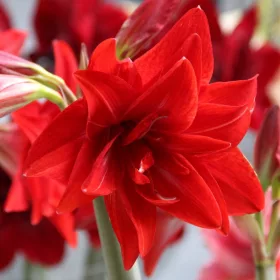 Amaryllis - Hippeastrum DOUBLE DELICIOUS