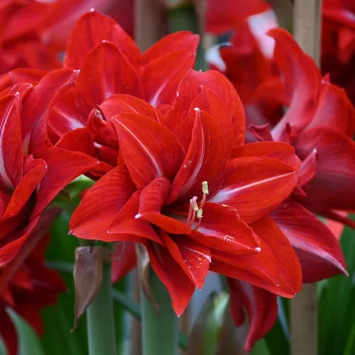 Amaryllis - Hippeastrum DOUBLE DELICIOUS