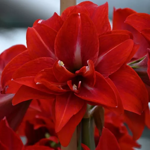 Amaryllis - Hippeastrum DOUBLE DELICIOUS
