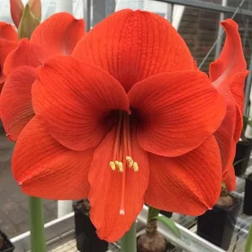 Amaryllis Narancs / Hippeastrum 24/26