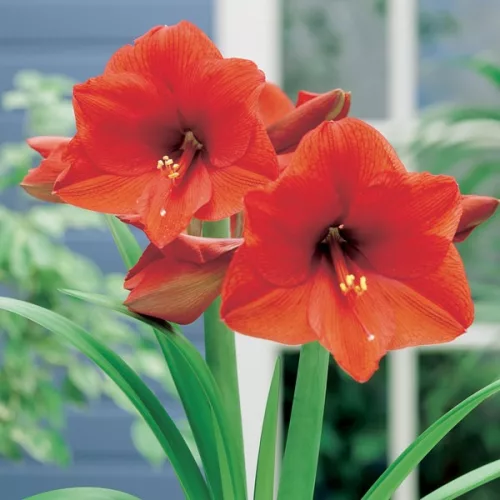 Amaryllis Narancs / Hippeastrum 24/26