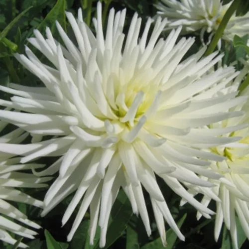Dahlia border Playa Blanca / Dália