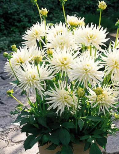 Dahlia border Playa Blanca / Dália