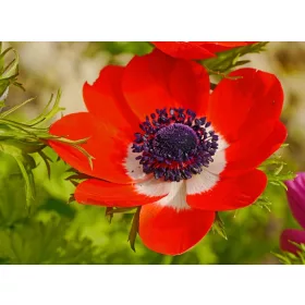   Anemone de Caen Hollandia / Koronás szellőrózsa piros 10 db