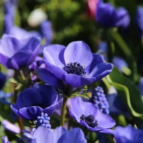   Anemone de Caen Mr. Fokker / Koronás szellőrózsa kék 10 db