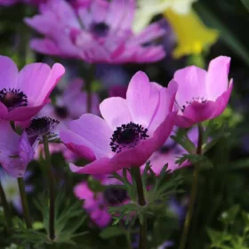 Anemone de Caen Sylphide / Koronás szellőrózsa 10 db