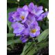 Freesia Single Blue / Frézia egyszerű virágú kék 10 db