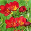 Freesia Single Red / Frézia egyszerű virágú piros 10 db