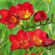 Freesia Single Red / Frézia egyszerű virágú piros 10 db