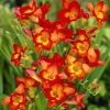 Freesia Single Red / Frézia egyszerű virágú piros 10 db